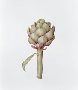 Alcachofa, 1999