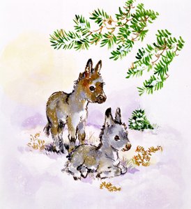 Burros de Diane Matthes
