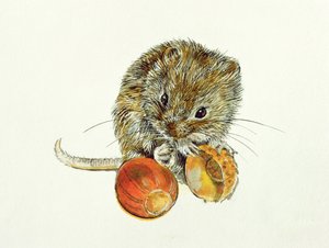 Topillo con una Bellota