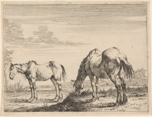Dos Caballos Pastando de Dirck Stoop