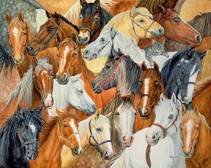 Manta para caballo de Dee de Ditz