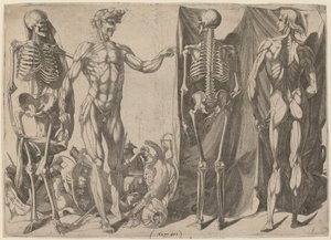 Esqueletos y Desollados, c. 1540-1545 de Domenico del Barbiere