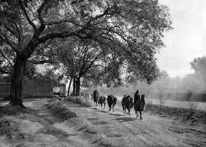 Caravana de camellos, Pekín de Donald Mennie