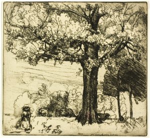 El gran roble de Donald Shaw MacLaughlan