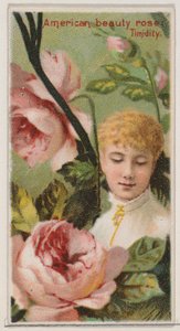 Rosa Belleza Americana: Timidez, de la serie Bellezas Florales y Lenguaje de las Flores de Donaldson Brothers