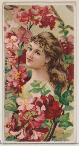 Azalea: Atracción, de la serie Bellezas Florales y Lenguaje de las Flores N75 para Duke..., 1892 de Donaldson Brothers