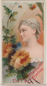 Crisantemo: Resignación, de la serie Bellezas Florales y Lenguaje de las Flores N75, 1892 de Donaldson Brothers