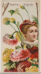 Dalia: Dignidad, de la serie Bellezas Florales y Lenguaje de las Flores N75 para Duke, 1892 de Donaldson Brothers
