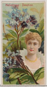 Heliotropo: Devoción, de la serie Bellezas Florales y Lenguaje de las Flores N75 para Du... de Donaldson Brothers