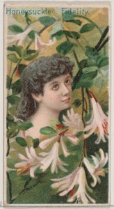 Madreselva: Fidelidad, de la serie Bellezas Florales y Lenguaje de las Flores N75 para D..., 1892 de Donaldson Brothers