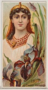 Iris: Dulce mensaje, de la serie Bellezas florales y lenguaje de las flores N75 para Duk..., 1892 de Donaldson Brothers