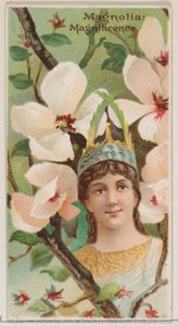 Magnolia: Magnificencia, de la serie Bellezas Florales y Lenguaje de las Flores N75 para..., 1892 de Donaldson Brothers