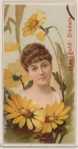 Caléndula: Desdén, de la serie Bellezas florales y lenguaje de las flores N75 para Duke... de Donaldson Brothers