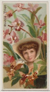 Orquídea: Confianza, de la serie Bellezas Florales y Lenguaje de las Flores N75 para la marca Duke, 1892 de Donaldson Brothers