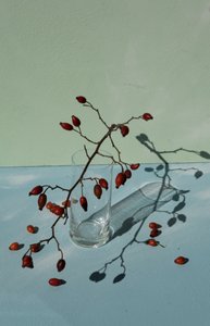 Escaramujos y sombras de Donatella Basso