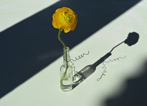 Sombra de ranúnculo al sol de Donatella Basso