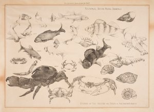 Estudios de peces tratados para el diseño de Dorothy Martin