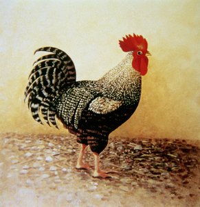 Gallo Moteado