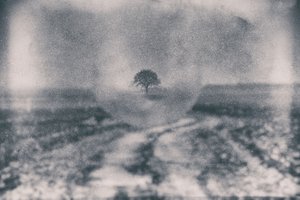 Camino hacia el Árbol Solitario de Dragan Drobac