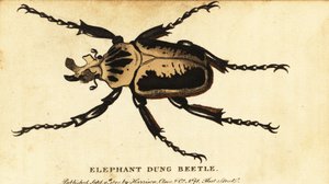 Escarabajo goliat real, Goliathus regius.,1800 (grabado) de Dru Drury