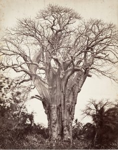 Baobab en Mohéli, 1863