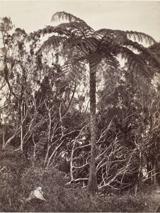 Helecho Arbóreo, 1863