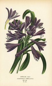 Lirio africano, Agapanthus africanus (Agapanthus umbellatus). Cromolitografía de una ilustración de Desire Bois de Edward Step