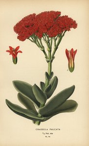 Planta de avión, Crassula perfoliata var. falcata.