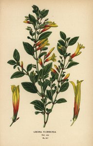Fucsia brasileña, Justicia floribunda (Libonia floribunda). Cromolitografía a partir de una ilustración de Desire Bois de Edward Step