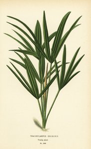 Palmera de hoja ancha o palmera de bambú, Rhapis excelsa (Trachycarpus excelsus). Cromolitografía de una ilustración de Desire Bois de Edward Step