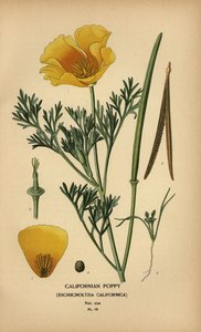 Amapola de California, Eschscholzia californica de Désiré Georges Jean Marie Bois