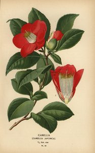 Camelia, Camellia japonica.