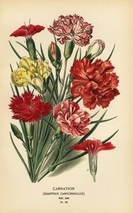Clavel, Dianthus caryophyllus. de Désiré Georges Jean Marie Bois