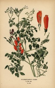 Flor de la gloria chilena, Eccremocarpus scaber. de Désiré Georges Jean Marie Bois