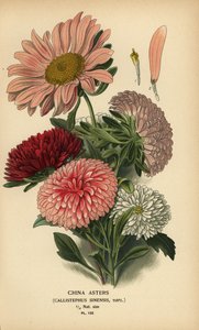 Variedades de áster de China, Callistephus x sinensis. de Désiré Georges Jean Marie Bois