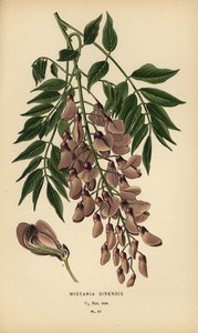 Glicina china, Wisteria sinensis. de Désiré Georges Jean Marie Bois