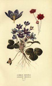 Hepática común, Anemone hepatica. de Désiré Georges Jean Marie Bois