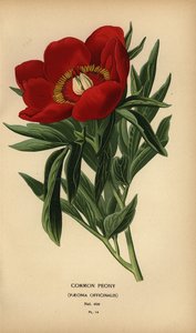 Peonía común, Paeonia officinalis.