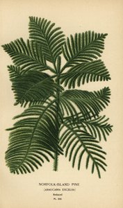 Pino de Cook, Araucaria columnaris. (Pino de la isla de Norfolk, Araucaria excelsa). Cromolitografía de una ilustración de Desire Bois de Edward Step