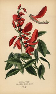 Árbol de coral, Erythrina crista-galli.