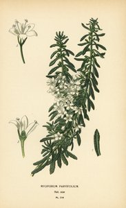 Boobialla rastrera, Myoporum parvifolium. Cromolitografía de una ilustración de Desire Bois de Edward Step