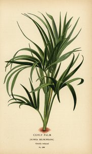 Palmera rizada, Howea belmoreana. Vulnerable. Cromolitografía de una ilustración de Desire Bois de Edward Step