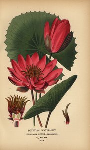 Nenúfar egipcio, Nymphaea lotus. de Désiré Georges Jean Marie Bois