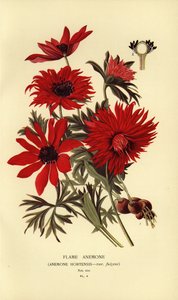 Anémona de llama, Anemone hortensis. de Désiré Georges Jean Marie Bois