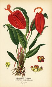 Flor del flamenco, Anthurium scherzerianum. Cromolitografía a partir de una ilustración de Desire Bois de Edward Step