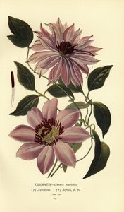 Variedades de jardín de clemátides. de Désiré Georges Jean Marie Bois