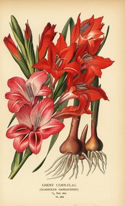 Gladiolo de Gante, Gladiolus x gandavensis. Cromolitografía a partir de una ilustración de Desire Bois de Edward Step