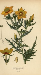 Bartonia dorada o estrella de fuego de Lindley, Mentzelia lindleyi de Désiré Georges Jean Marie Bois