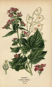 Honestidad, Lunaria annua. de Désiré Georges Jean Marie Bois