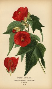 Abutilón híbrido, Abutilon pictum.